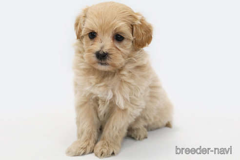 成約済の神奈川県のマルプー:マルチーズ×トイプードル-357355の2枚目